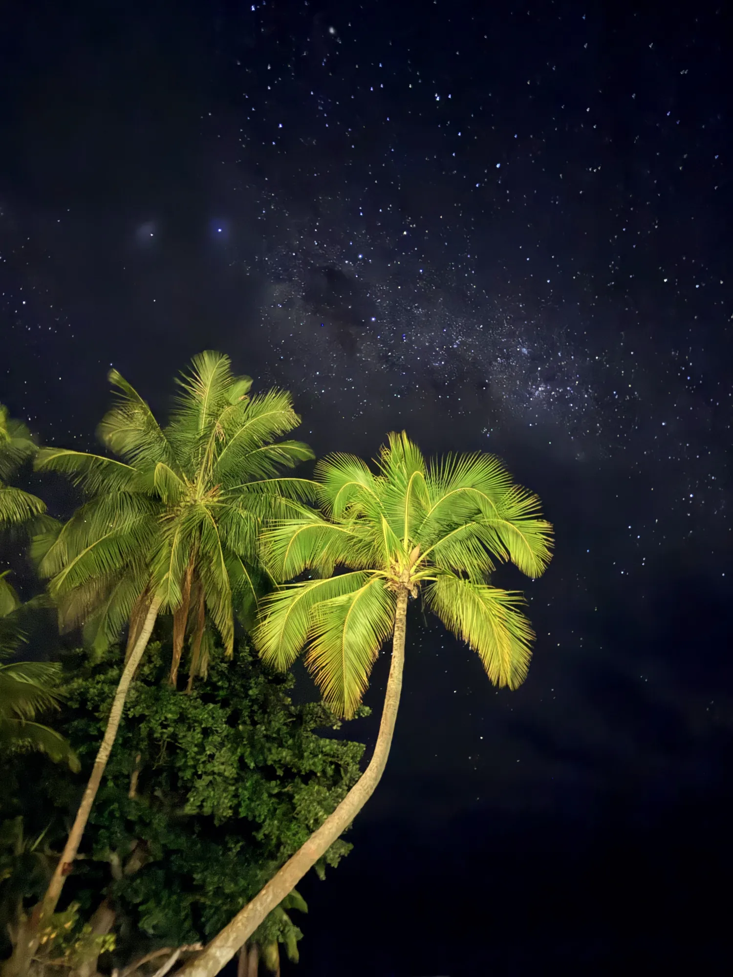 Cocotiers sous un ciel étoilé et la Voie lactée, Hôtel Le Mahana, Huahine, Polynésie française