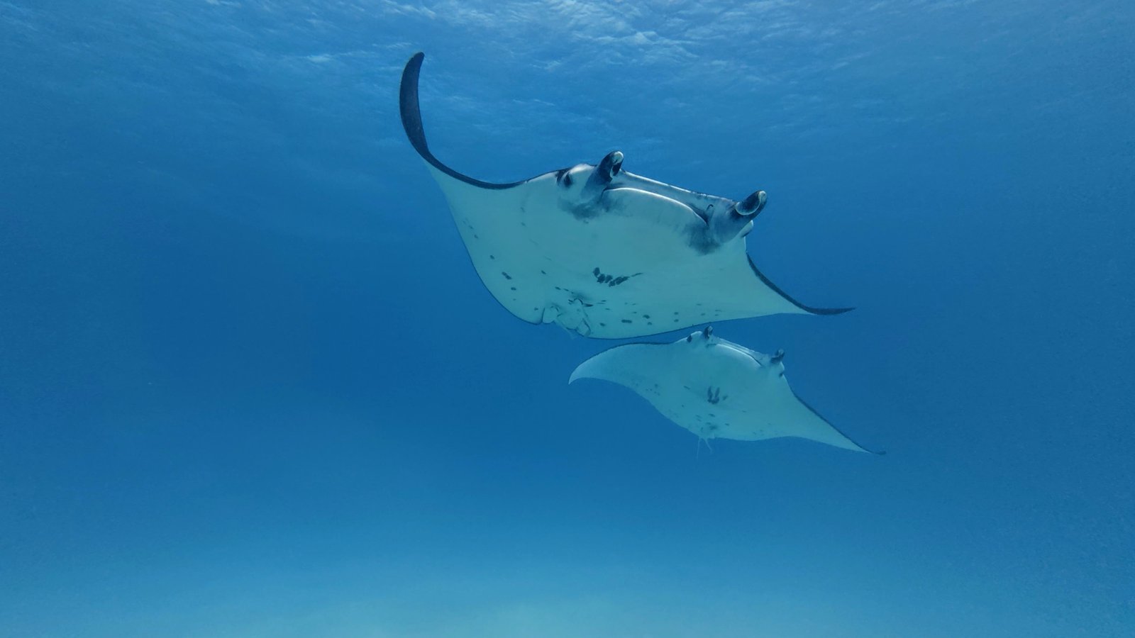 Maupiti Diving Photo 3