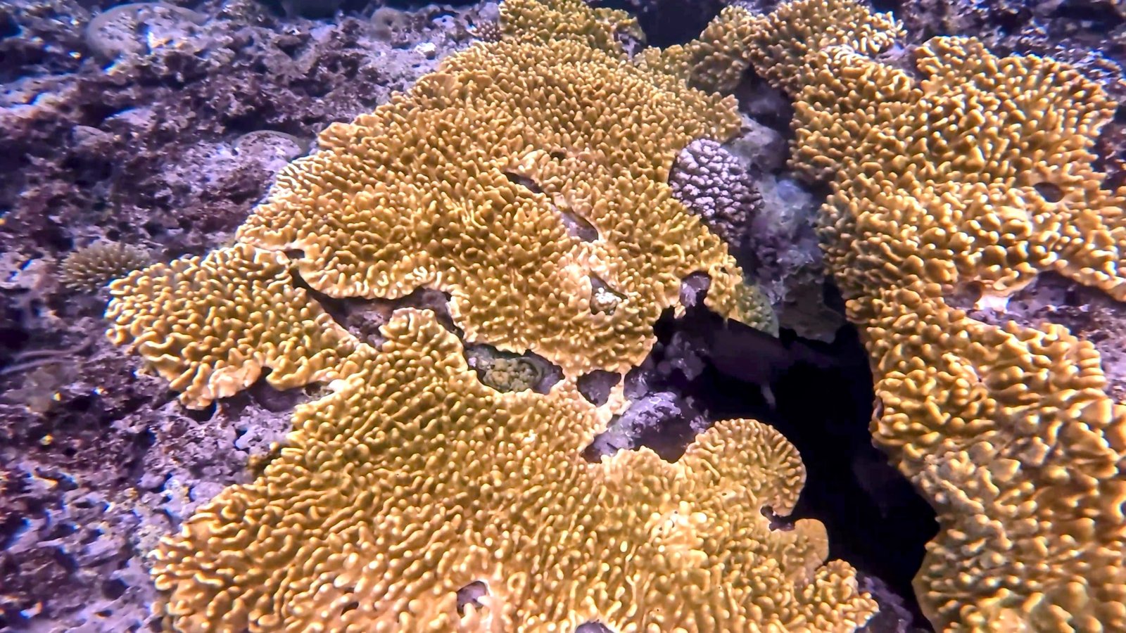 Tanna Rockwater Photo 1